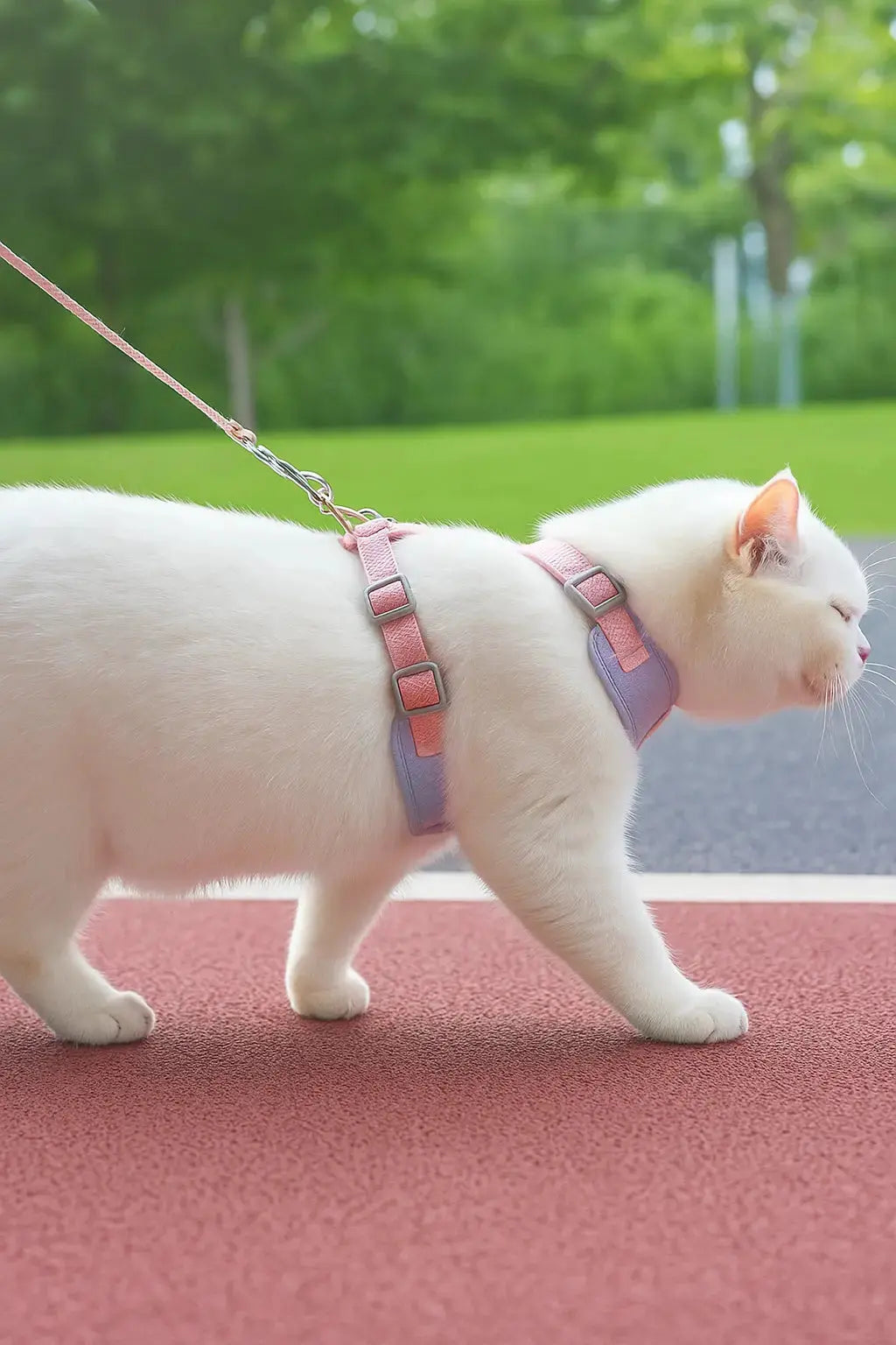 Harnais et Laisse pour Chat Lifecatlike